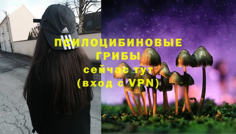 Псилоцибиновые грибы Psilocybe  OMG сайт  Мыски  что такое  